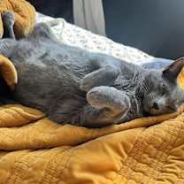 Thumbnail photo of Dexter #3