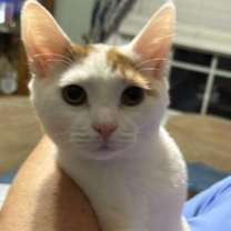 Thumbnail photo of Amaretto #1