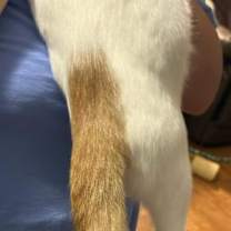 Thumbnail photo of Amaretto #4