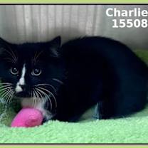 Thumbnail photo of CHARLIE #3