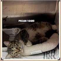 Thumbnail photo of PECAN #1