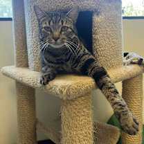 Thumbnail photo of Miss Kitty #1