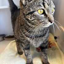 Thumbnail photo of Miss Kitty #4