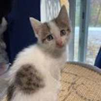 Thumbnail photo of Avian #3