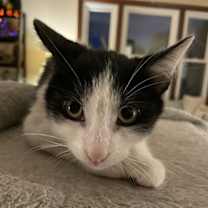 Thumbnail photo of Pansies #2