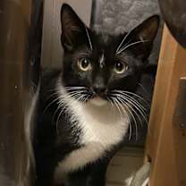 Thumbnail photo of Dahlia #1