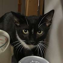 Thumbnail photo of Dahlia #2