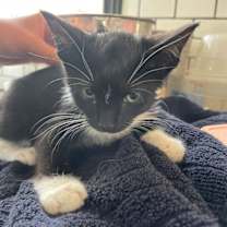 Thumbnail photo of Dahlia #3