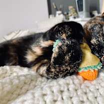 Thumbnail photo of Ariadne #2