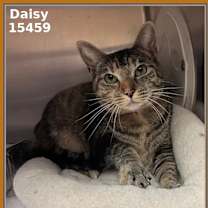 Thumbnail photo of DAISY #1
