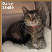 Thumbnail photo of DAISY #2