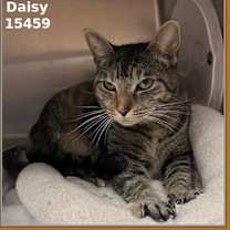 Thumbnail photo of DAISY #3