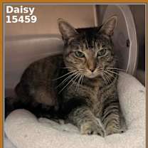 Thumbnail photo of DAISY #4
