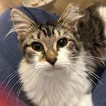 Thumbnail photo of Lettuce #1