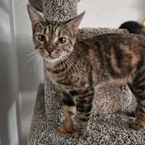 Thumbnail photo of Trixie #1