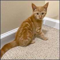 Thumbnail photo of Loopy #1