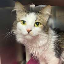 Thumbnail photo of Little Angel #4