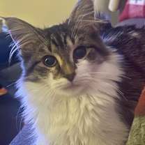 Thumbnail photo of Lettuce #4