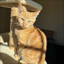 Thumbnail photo of Loopy #3