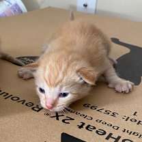 Thumbnail photo of Loopy #4