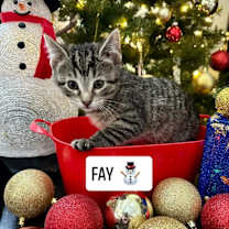 Thumbnail photo of Fay #1