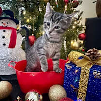 Thumbnail photo of Fay #2