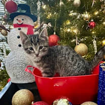 Thumbnail photo of Fay #3