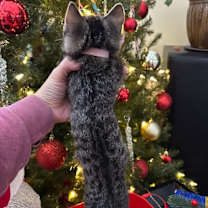 Thumbnail photo of Fay #4