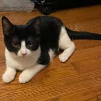 Thumbnail photo of Roamer #2