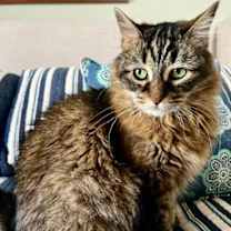 Thumbnail photo of Mini #2