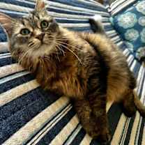 Thumbnail photo of Mini #3