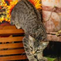 Thumbnail photo of Rocko #4