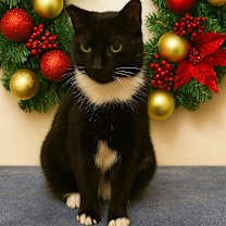 Thumbnail photo of Tiny #1