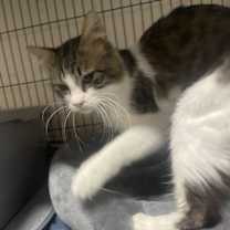 Thumbnail photo of Sir Philip #3