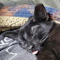 Thumbnail photo of Patty Melt #2