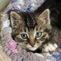 Thumbnail photo of Foucault OBCR-1763 #1