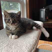 Thumbnail photo of Rousseau OBCR-1762 #1