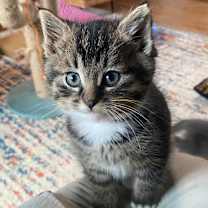 Thumbnail photo of Foucault OBCR-1763 #3