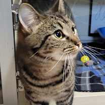 Thumbnail photo of SPEARMINT #2