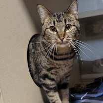 Thumbnail photo of SPEARMINT #3