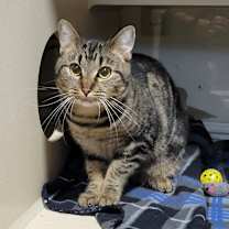 Thumbnail photo of SPEARMINT #4