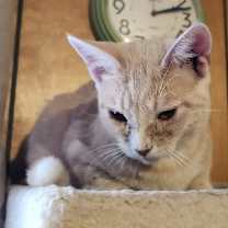 Thumbnail photo of Carmel #2