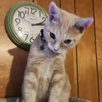 Thumbnail photo of Carmel #4