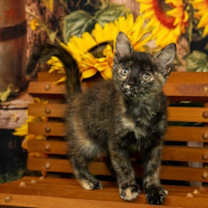 Thumbnail photo of Nina #2