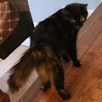 Thumbnail photo of Truffles #3