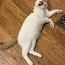 Thumbnail photo of Amaretto #3