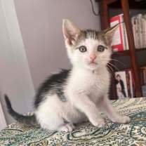 Thumbnail photo of Tiny Tim #1