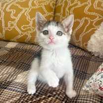 Thumbnail photo of Tiny Tim #4