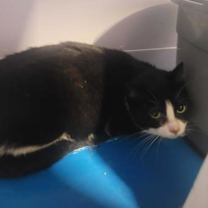 Thumbnail photo of Misty #2