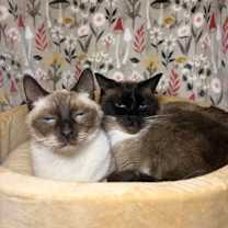 Thumbnail photo of Mittens #2